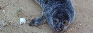Foca gris